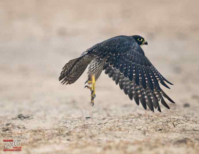 官厅水库&nbsp;wbr路&nbsp;wbr世界上飞行甚快的鸟：游隼