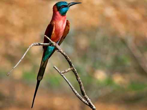 绝色攀禽：佛法僧目之蜂虎4