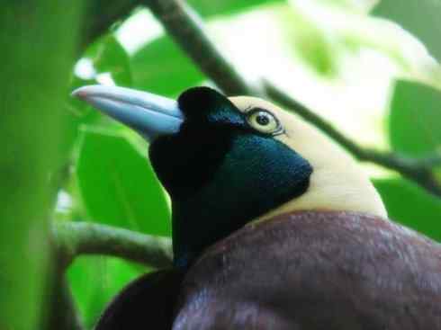 美丽无罪：雀鸟之极乐鸟