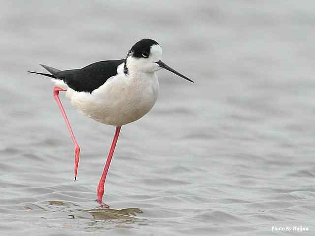 我憧憬那湾碧水 wbr. wbr我流连那片土地