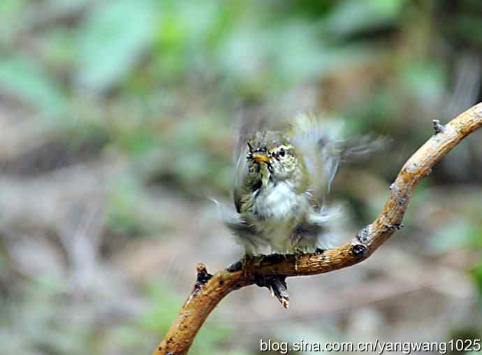 极北柳莺(浴后晾羽)3 极北柳莺(浴后晾羽)3