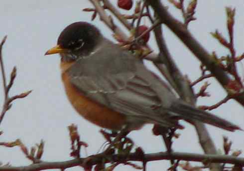 知更鸟（8）：绅士风度