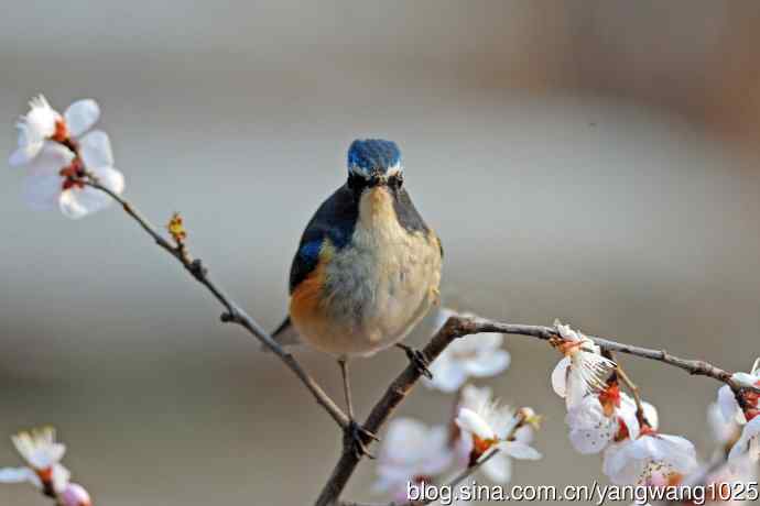 桃花与雄性红胁蓝尾鸲