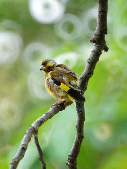 看金翅小帅伸懒腰