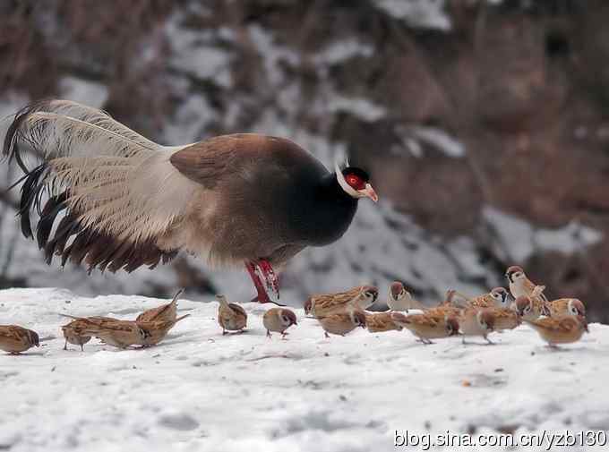 闪亮登场&bull;褐马鸡&bull;国家一级（组图，20张图片）