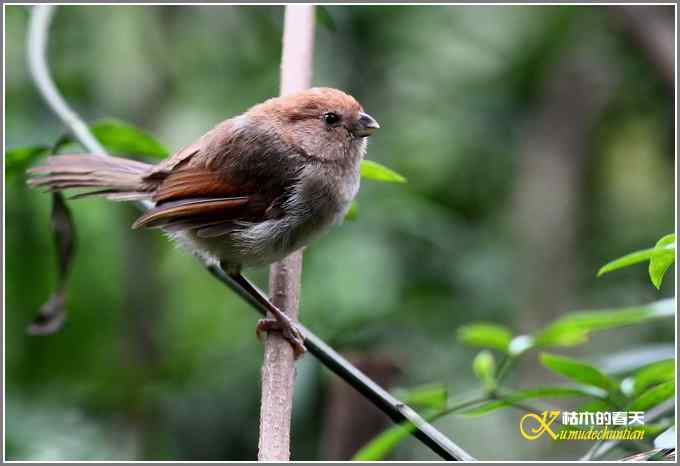 忙中偷闲拍只鸟【照片】