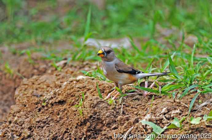 蜡嘴雀(2) 蜡嘴雀(2)