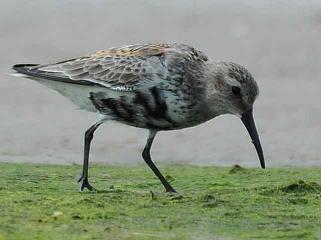 黄金海岸寻鹬 wbr赤土山桥赏鸟