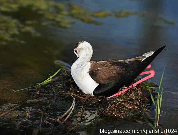 美丽优雅黑翅长脚鹬,就要当爸爸妈妈了