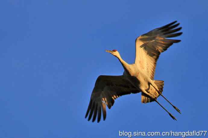 沙丘鹤(12) 沙丘鹤(12)