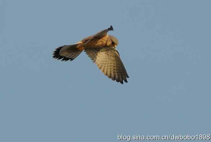 初冬北戴河观鸟