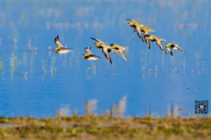 一组野鸭湖的鸻(heng)鹬(yu)类鸟