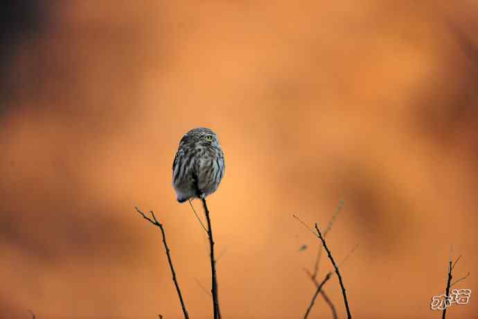 白河峡谷生境鸟片（原画幅）