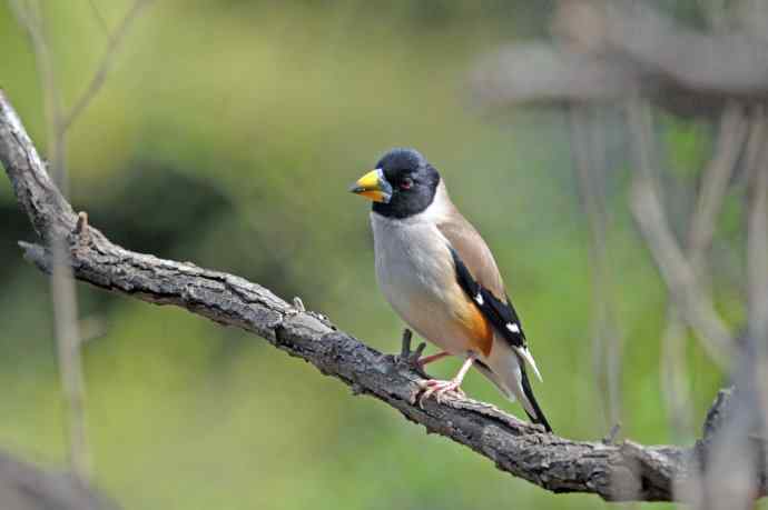 雄性黑尾蜡嘴雀（4）