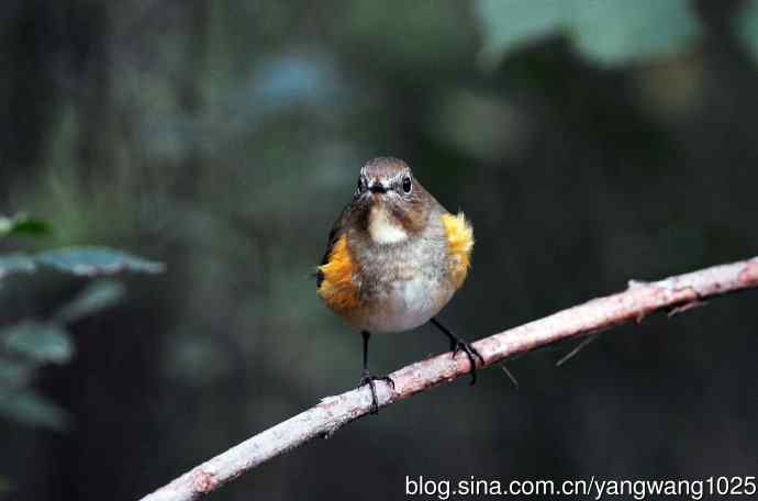 雌性红胁蓝尾鸲（53）