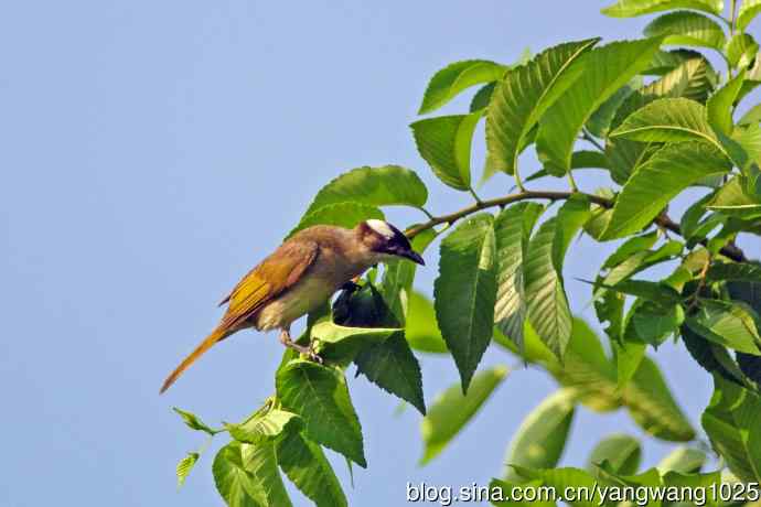 白头鹎(随拍)3 白头鹎(随拍)3