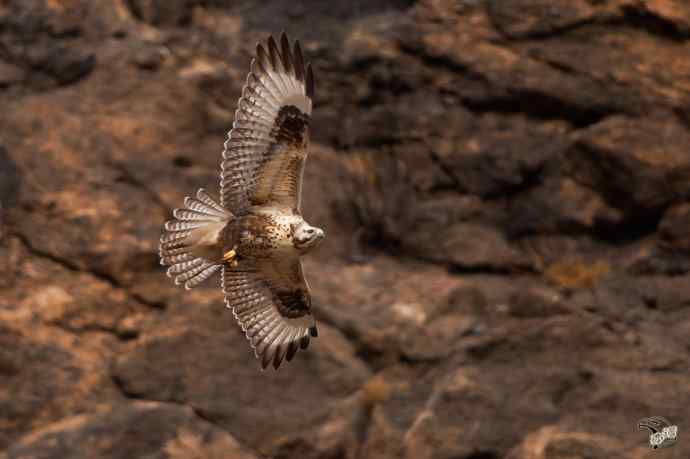 有背景的大鵟飞版