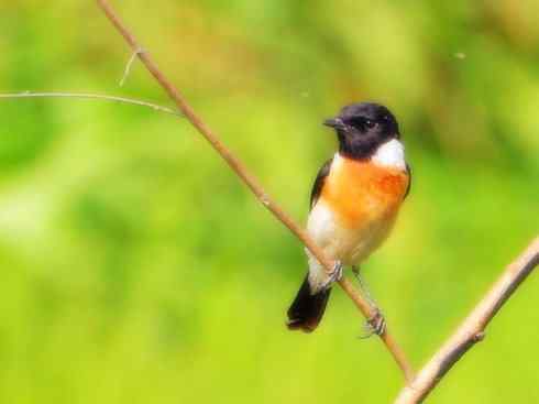 家禽驯化之源之二十七