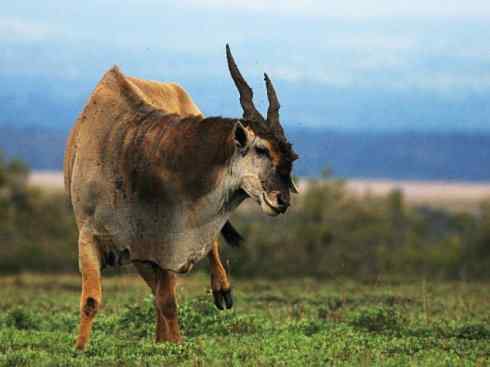 麒麟：传说的兽原型探秘（紫羚）
