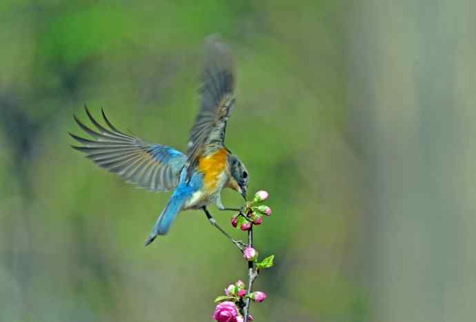 雄性红胁蓝尾鸲（10）