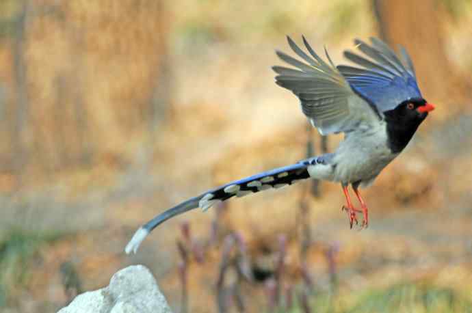 红嘴蓝鹊(13) 红嘴蓝鹊(13)