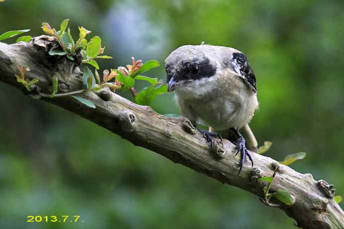 207.小伯劳成长记（3）亲鸟育儿篇
