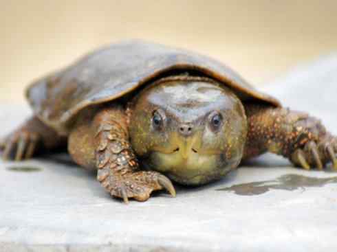 玄武:传说的兽原型探秘(平胸龟) 玄武:传说的兽原型探秘(平胸龟)