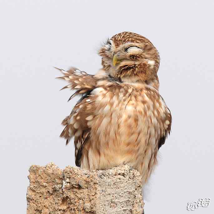 官厅水库&nbsp;wbr路&nbsp;wbr练桩的纵纹腹小鸮