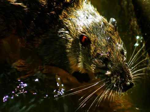 动物世界：山寨还是原创之十一