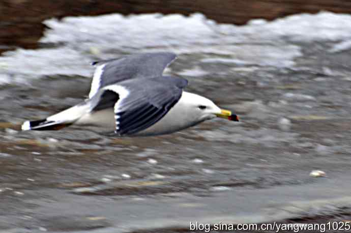 北京动物园的鸟类——飞（海鸥）7