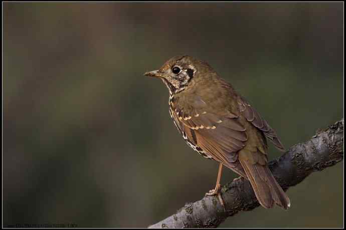 梅园: wbr甚不惧生的宝兴歌鸫 梅园: wbr甚不惧生的宝兴歌鸫
