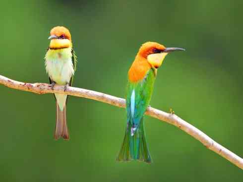 绝色攀禽：佛法僧目之蜂虎3