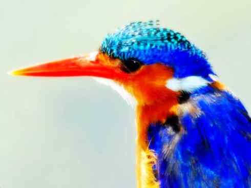 天生猎手：非猛禽类猎手之二（雀鸟也是屠夫——伯劳）