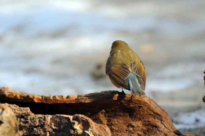 雌性红胁蓝尾鸲(24)