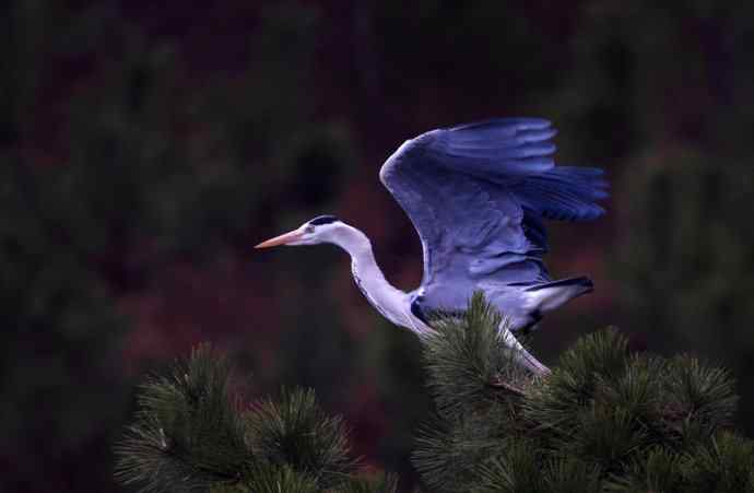 洋县两天观鸟,秦岭如此美妙! 洋县两天观鸟,秦岭如此美妙!