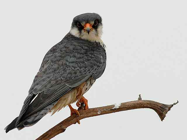 野鸭湖：阿穆尔隼与普通燕鸻