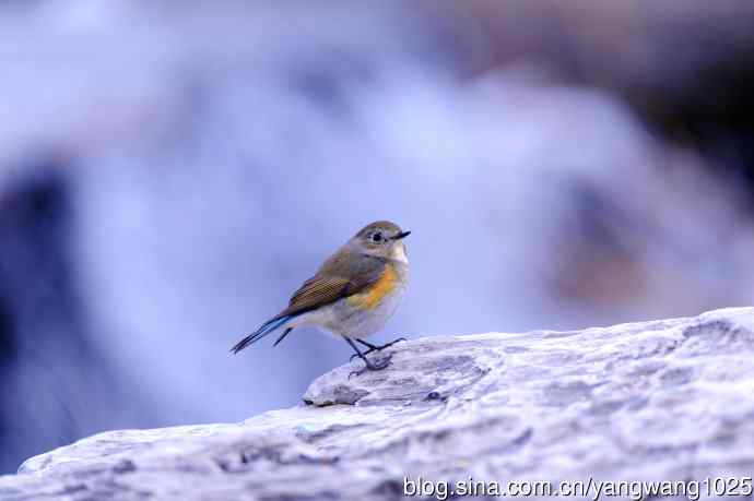 北京奥森公园的鸟类——雌性红胁蓝尾鸲（34）