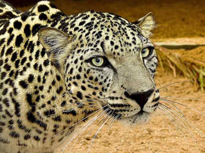 犬科：薮犬亚科豺属之豺