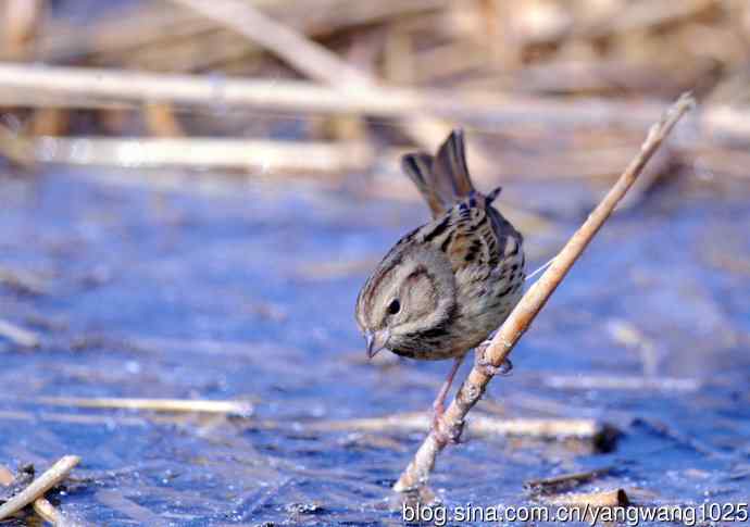 雌性灰头鹀（5）