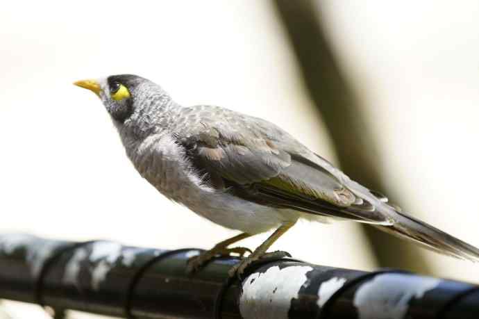 澳洲拍鸟鈥斺斘薮Σ辉诘暮诙羁笪勰
