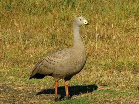 猎奇：十大奇异的雁鸭之三（瘤鸭、蜡嘴雁）