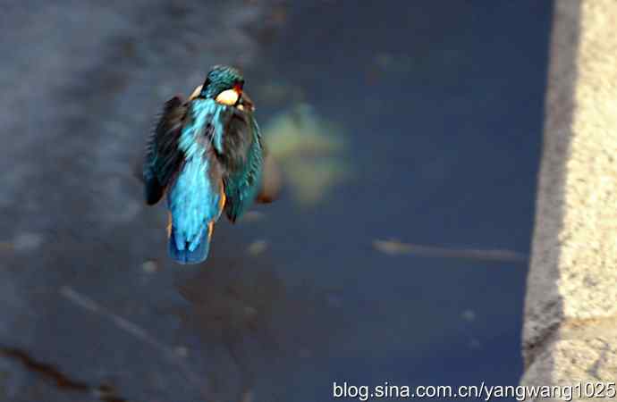 数九寒天我拍到了翠鸟