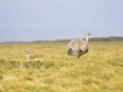 家禽驯化之源之十二 家禽驯化之源之十二