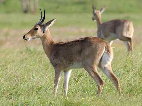 麒麟：传说的兽原型探秘（马羚）
