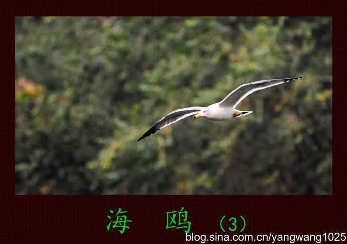 海鸥(3)