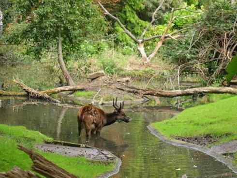 麒麟：传说的兽原型探秘（梅花鹿）