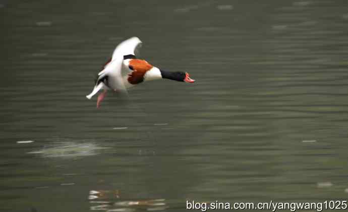 雨前、雾中拍水禽（十月十日杂片纪实）