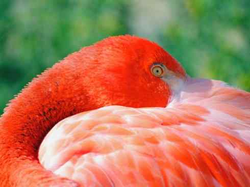 极品红色鸟类：火烈鸟