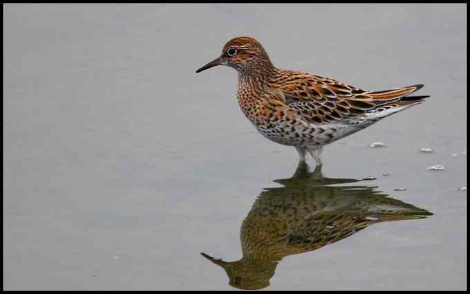 八达岭打鸟,收获七只新贵(组图) 八达岭打鸟,收获七只新贵(组图)