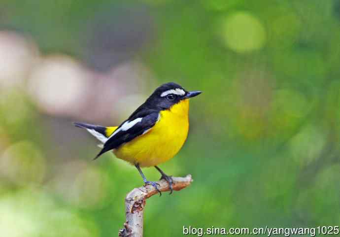 雄性白眉姬鹟（5）